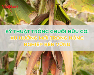 KỸ THUẬT TRỒNG CHUỐI HỮU CƠ: XU HƯỚNG MỚI TRONG NÔNG NGHIỆP BỀN VỮNG