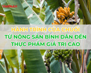 HÀNH TRÌNH CỦA CHUỐI - TỪ NÔNG SẢN BÌNH DÂN ĐẾN THỰC PHẨM GIÁ TRỊ CAO