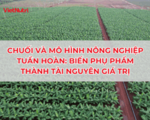 CHUỐI VÀ MÔ HÌNH NÔNG NGHIỆP TUẦN HOÀN: BIẾN PHỤ PHẨM THÀNH TÀI NGUYÊN GIÁ TRỊ
