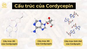 CORDYCEPIN LÀ GÌ? +8 CHÌA KHÓA CÔNG DỤNG VÀNG CHO SỨC KHỎE