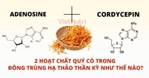BÍ ẨN HAI HOẠT CHẤT QUÝ TRONG ĐÔNG TRÙNG HẠ THẢO - BẠN ĐÃ BIẾT CHƯA?