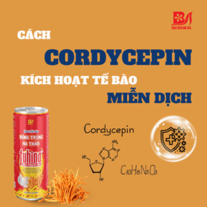 CÁCH CORDYCEPIN KÍCH HOẠT TẾ BÀO MIỄN DỊCH - BÍ QUYẾT TĂNG CƯỜNG SỨC ĐỀ KHÁNG