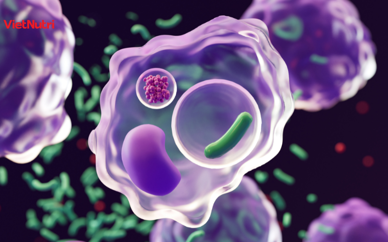 Vai trò của enzyme Amylase